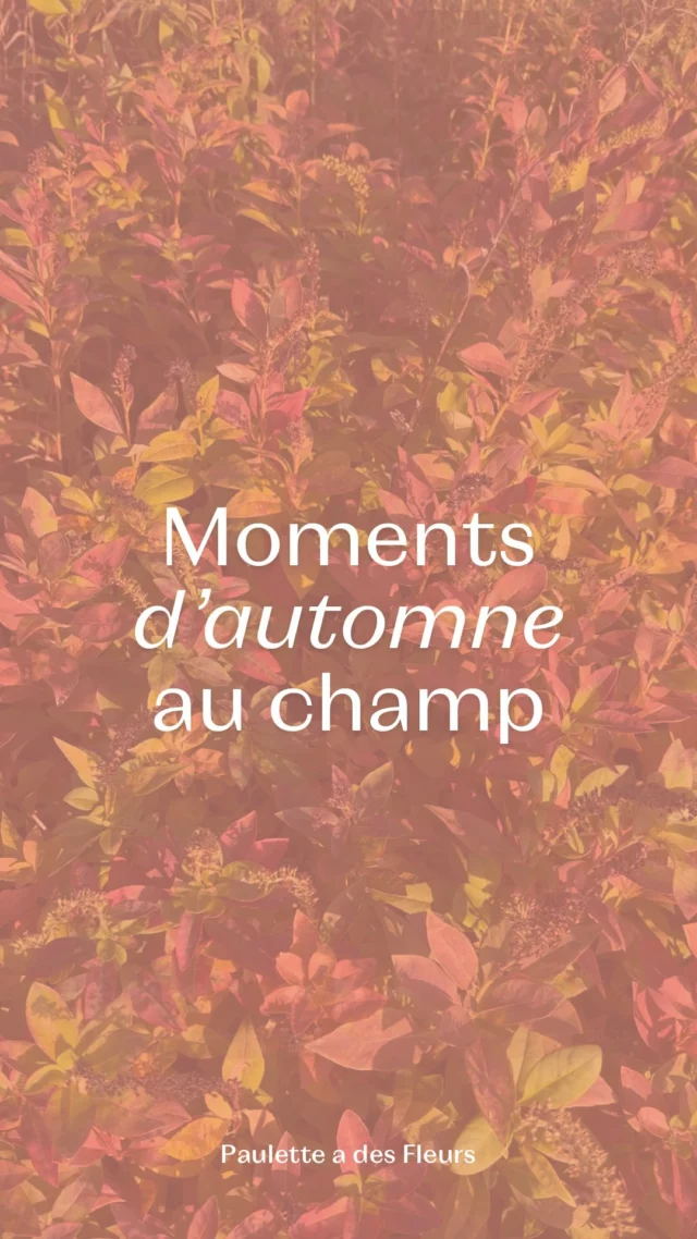 En novembre, on ralentit pour recharger les batteries avant décembre : ateliers en préparation et belle nocturne à venir… On vous dit tout très vite ! 🥰✨

#ateliersfloraux #nocturne #novembre #fleurslocales #boutiquefleurie #fleursdesaison #fleuristebelgique #floriculturebelgique #slowflowersbelgique #pauletteadesfleurs