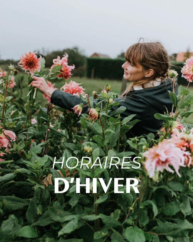 Nouveaux horaires d’hiver 📣 de novembre à mars, la boutique est ouverte au 📍 Chemin de Pierpont 50 à 6210 Rèves : ⤵️

📅 chaque jeudi de 14h à 18h,
📅 chaque vendredi de 10h à 18h,
📅 chaque samedi de 10h à 18h.

Qui passera nous voir ? 🤗

#horairesdhiver #horairesboutique #boutiqueouverte #fleurslocales #boutiquefleurie #fleursdesaison #fleuristebelgique #floriculturebelgique #slowflowersbelgique #pauletteadesfleurs