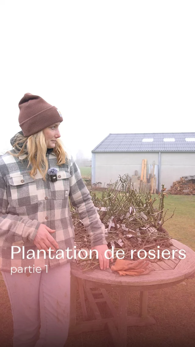 La première partie sur la plantation de nos rosiers est dispo. On vous donne rdv lundi pour la seconde partie ! 😊 

#fleurslocales #slowflowersbelgique #pauletteadesfleurs #fleursdesaison